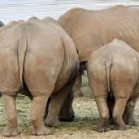 The UNIPARTY and RINOs