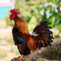 Puerto Rico, Wake Up!