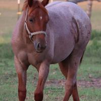 CKZ Photography & Graphics