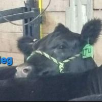 American Aberdeen cattle club