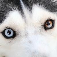 Anastasia Siberians