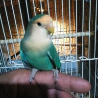 EL MUNDO DE LAS AVES