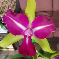 Orchids R' US