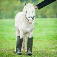 Anything Horse & Pony For Sale U.S.A.