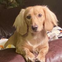 Dachshunds