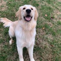 ❤️Golden Retrievers❤️