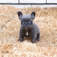 Pupy French Bulldog