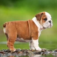 Englesh bulldog Pupy