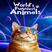 World's Funniest Animals On The CW Network