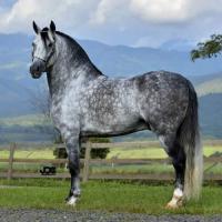 Ventas y exhibición de Caballos