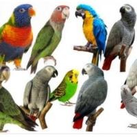 Iván exotic Birds Services For Birds