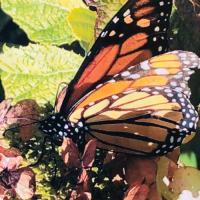 Flow -in- Seasons - Rays of Love