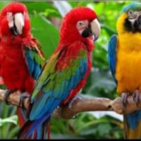 Clasificados Venta de  Aves y Animales Exoticos