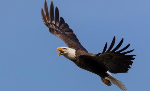 ca_baldeagle_41620istock