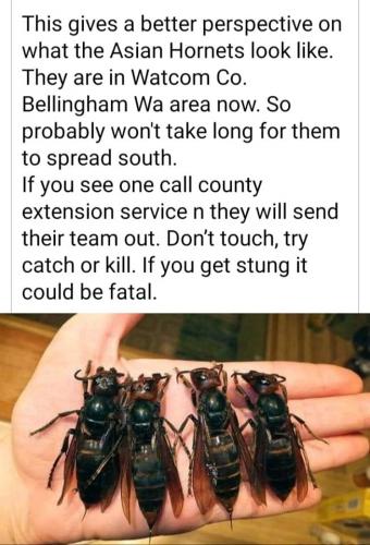 Asian Hornets 2