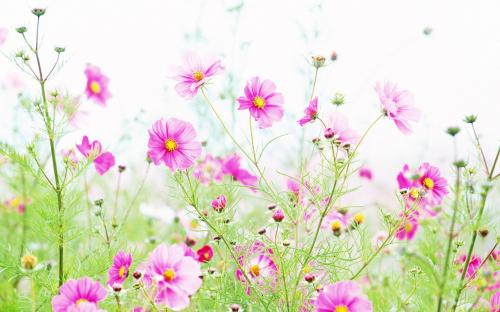 wildflower-hd-wallpaper