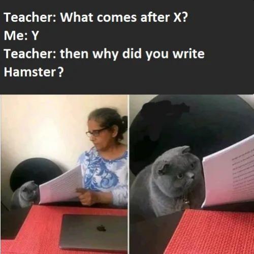 Hamster