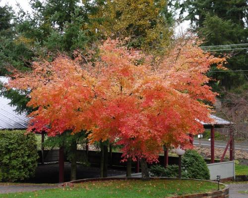 WA in Autumn