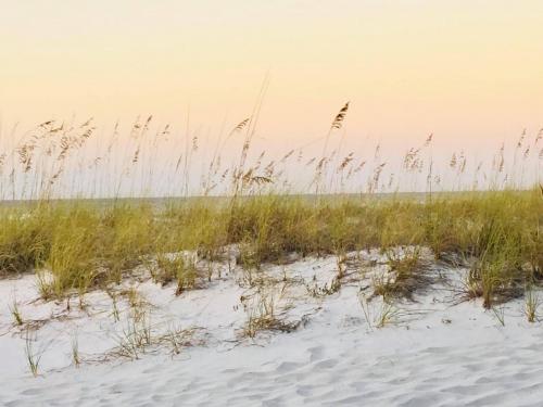 beach grass