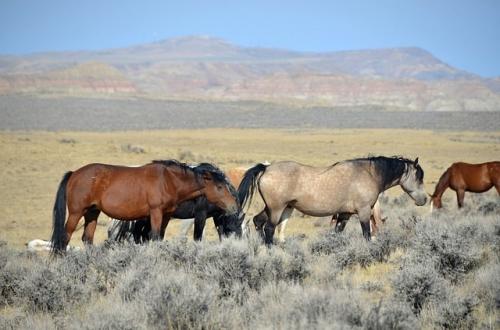 wild-mustangs-in-wyoming-free-for-any-use-1