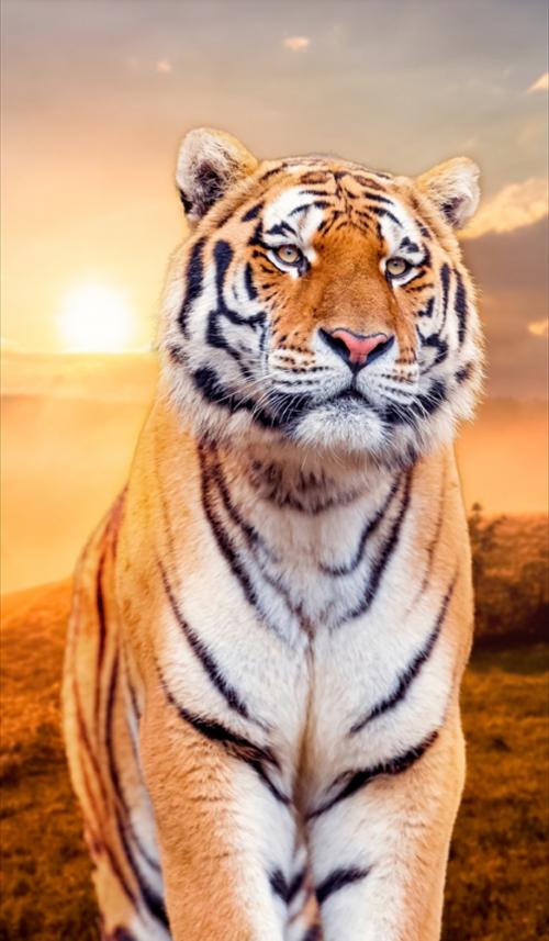 TIGER_SMOKE_LIVE-liveWP-KnhT0zQdKxcKdPSk11Z9
