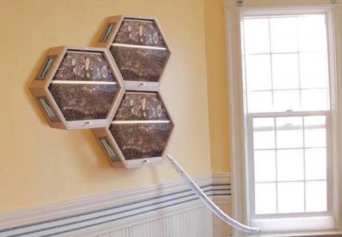 Indoor-hive-Bees-get-inside-thru-the-tube