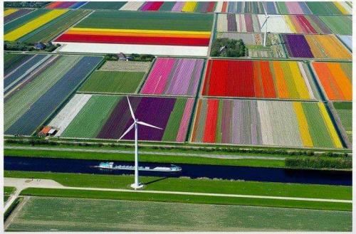 Tulip Farm-Netherlands