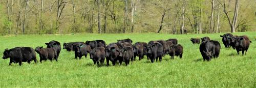 The herd (2)