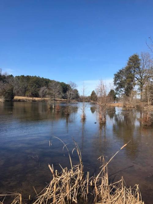 swamp at bernheim