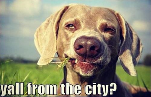 y'all from the city background image