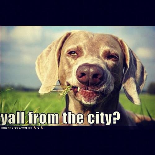 y'all from the city background image