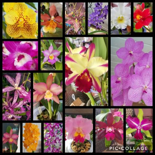 Collage 2020-10-27 19_55_21