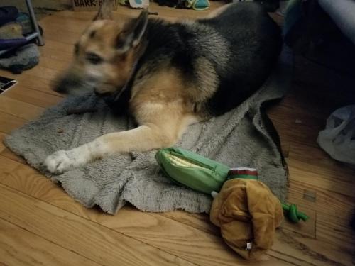 barkboxNov00