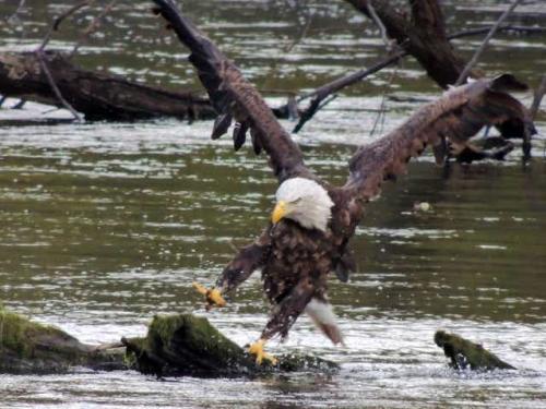 apczimmernatureeaglereleaselead
