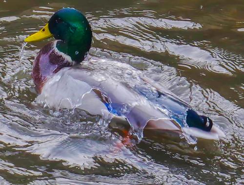 Cuske_D_ 1_Photography_Water off a Ducks back