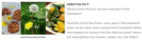 Dandelion