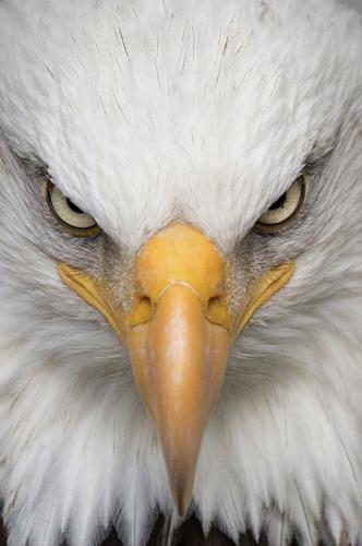 EagleHead