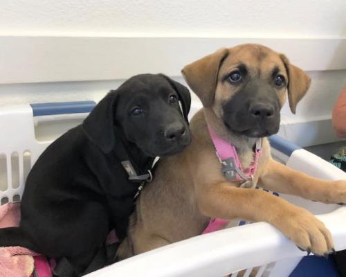 Brownie and Cookie
