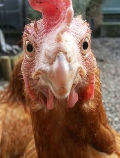02b95f3b0f0aeb3b1673349ca9790b67--selfies-hens