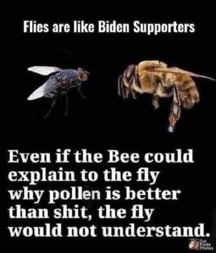 fly