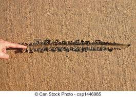 Line drawn in the Sand Pic. 2