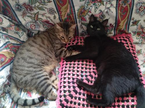 meivel y odin