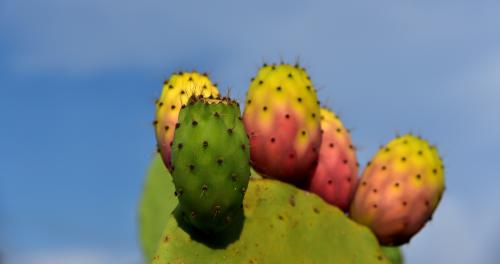 cactus-3622543_1920