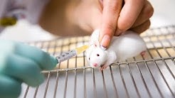 Lab rats replace by humans?