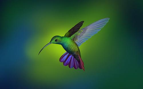 hummingbird-shu-le-deepin-linux-wallpaper-preview