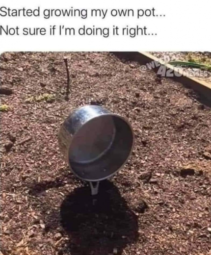 growing my own pot