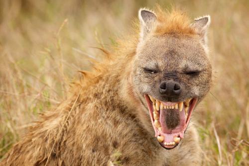 hyena-laugh