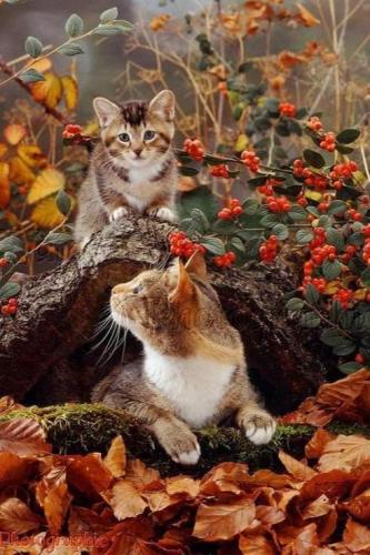FB_IMG_1631457115350