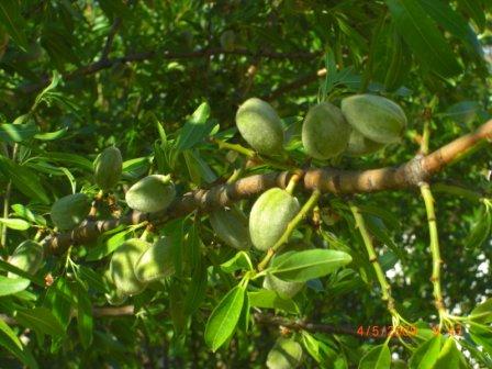 almendras en su árbol