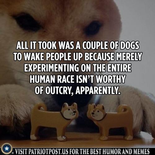 Dogs